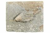 Fossil Crinoid (Macrocrinus) - Crawfordsville, Indiana #262486-1